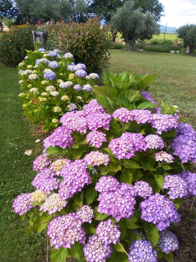 Agriturismo San Giacomo ปีติญาโน ภายนอก รูปภาพ