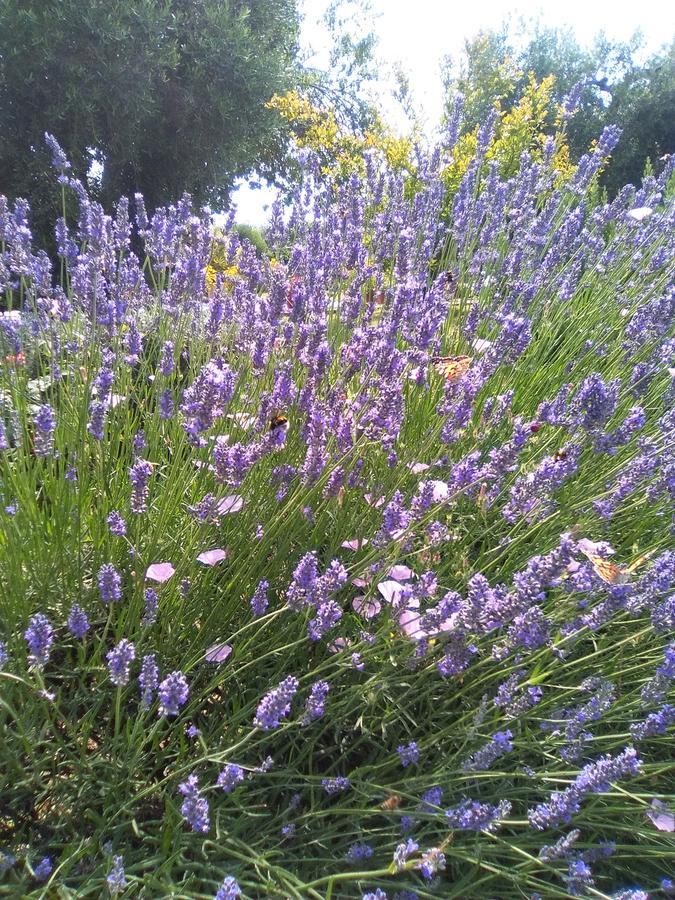Agriturismo San Giacomo ปีติญาโน ภายนอก รูปภาพ
